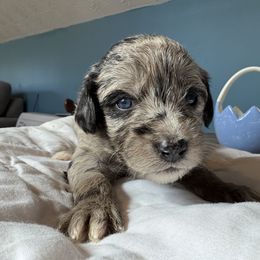 Aussiedoodle and Cockapoo Puppies from Sassy Bob’s Designer Dogs