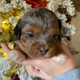 Hot pink - Merle female Shihpoo puppy in Millsap, Texas from Gaston’s Posh Poodles and Doodles