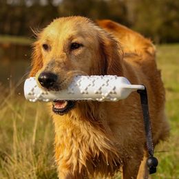 Honey - Golden Retriever