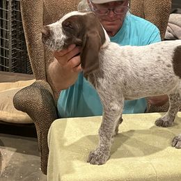 "Puppy Girl" Spinone Italiano Puppies from Boe Dogs