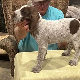"Puppy Girl" Spinone Italiano Puppies from Boe Dogs