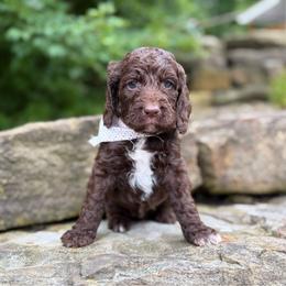 Latte - Liver and white female Springerdoodle puppy in Lisbon, Ohio from Willow Lane Doodles