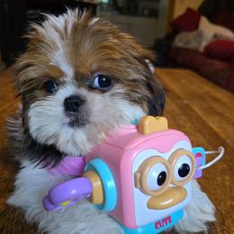 Lea - Brindle female Shih Tzu puppy in Stroudsburg, Pennsylvania from Puppyville Pa Shih Tzu & frenchies