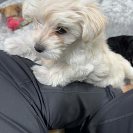 Thumper - White female Morkie puppy in Tucson, Arizona from Sun-Kissed Morkies