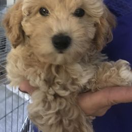 Labradoodle Puppies from A Yappy Hour