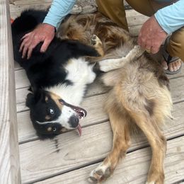 Australian Shepherd Puppies from Westrip Angus & Aussies