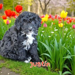 Justin - Black and white male Aussiedoodle puppy in Lebanon, Oregon from Abbott Family Farm