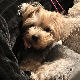 Mia - Yorkshire Terrier