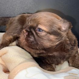 Liver Boy - Liver male Shih Tzu puppy in Albany, New York from Precious Shihpoo’s and Luxurious Shih Tzu’s