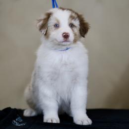 Australian Shepherd, Miniature American Shepherd, Miniature Australian Shepherd, and Toy Australian Shepherd Puppies from Painted Blue Aussies