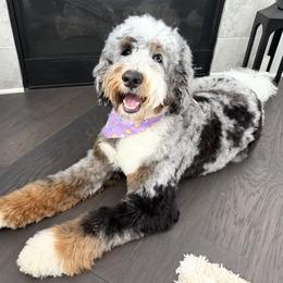 Salem Roux - Bernedoodle