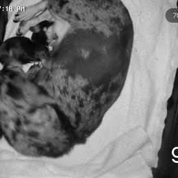 Girl 1 - Black and tan female Dachshund puppy in Joshua Tree, California from Desert Dreams Ranch