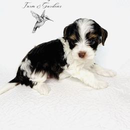 Yorkshire Terrier Puppies from Hummingbird Farm & Gardens