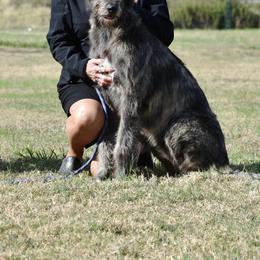 Irish Wolfhound Puppies from Mt Carmel Irish Wolfhounds