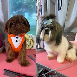 Shih Tzu puppies from Diamond Paws LLC