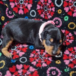 Akira - Black and rust female Miniature Pinscher puppy in Grove, Oklahoma from K&J's Min Pins Of Grand Lake