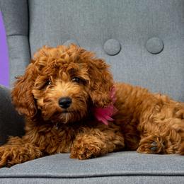 Meg - Goldendoodle
