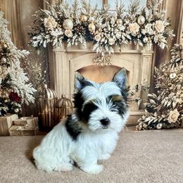 AKC Milo  3300 - Black tan and white male Biewer Terrier puppy in Nicholls, Georgia from Southeast Biewers