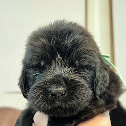 Newfoundland Puppies from Knallhart Kennels