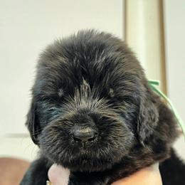 Newfoundland Puppies from Knallhart Kennels