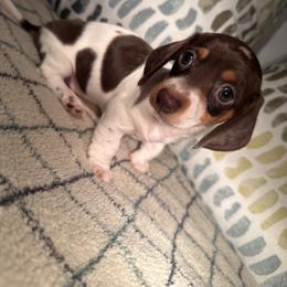 Rumi - Piebald female Dachshund puppy in Petersburg, Virginia from Doting on Dachshunds