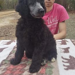 Poodle Puppies from Endearing Standard Poodles