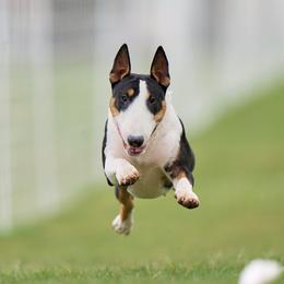 Bull Terriers from Whitney Johnson