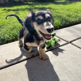 Dachshund Puppies from The Dach House