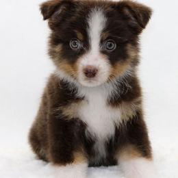 Female 3 - Red tri-color female Miniature American Shepherd puppy in Childress, Texas from Taylor Farms