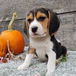 Linus - Black tan and white male Beagle puppy in Colville, Washington from Rosehaven Homestead