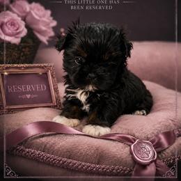 Blossom - Black and white female Shih Tzu puppy in Montgomery, Texas from Furbourne Farms