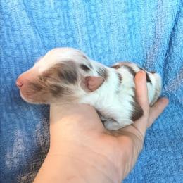 Boy 8 - Red merle male Australian Shepherd puppy in Sultan, Washington from Van Huitt Australian Shepherds