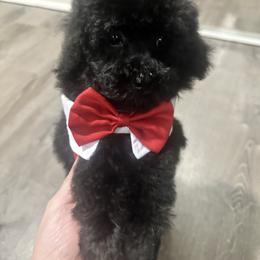 Monty - Black male Maltipoo puppy in Apple Valley, California from Boujeepups