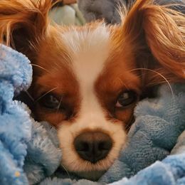 Cavalier King Charles Spaniels from Robins Pups