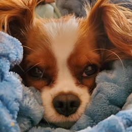 Cavalier King Charles Spaniels from Robins Pups