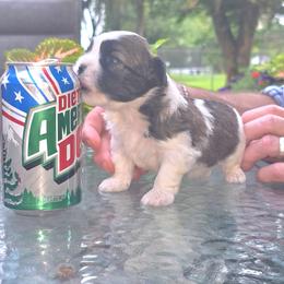 Boy3 - Brindle and white male Shihpoo puppy in Eldon, Missouri from B&B Designer Shihpoo’s