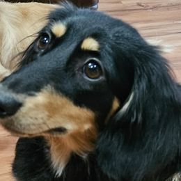 Dachshunds from Bourbon Barrel Ridge Doxies