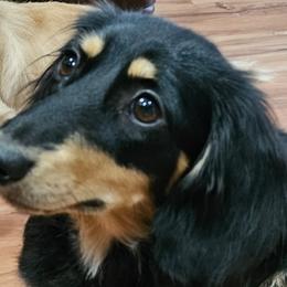 Dachshunds from Bourbon Barrel Ridge Doxies