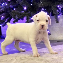 Slim Easy - White male Boxer puppy in Howey In The Hills, Florida from Bayla Belle & Blossom's Boxers