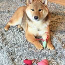 Kotaro - Red male Shiba Inu puppy in Lehigh Acres, Florida from SWFL Happy Dogs