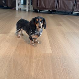 Dusty - Dachshund