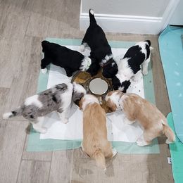 Aussiedoodle Puppies from Southwest Florida Doodles