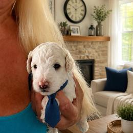 Taco - Cream male Poodle puppy in Port Saint Lucie, Florida from Abbott Standard Poodles