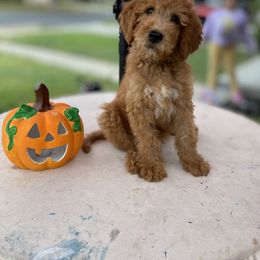 Goldendoodle, Maltipoo, and Poodle Puppies from doodles.puppes