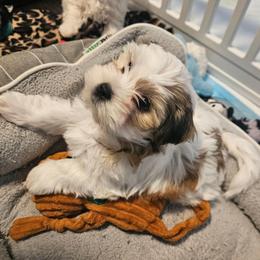 Biscuit - Black gold and white female Shorkie puppy in Chattanooga, Tennessee from Passion Pups TN