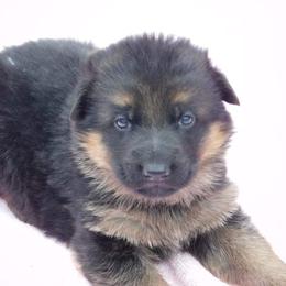 German Shepherd Puppies from Vom Wilke Kennels
