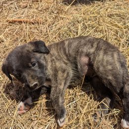Girl 5 - Brindle female Anatolian Shepherd Dog puppy in Cleveland, Minnesota from Schmahl Family Farms