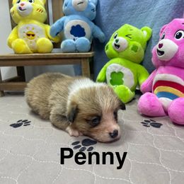 Penny - Sable female Pembroke Welsh Corgi puppy in Apison, Tennessee from Ashmore Corgis