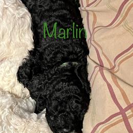 Poodle Puppies from Amanda Winrotte