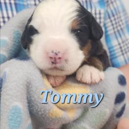 Tommy - Black rust and white male Bernese Mountain Dog puppy in Auburn, Indiana from Swamp Creek Berners